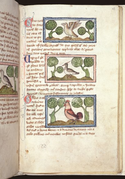 Three birds on the ground, from a Bestiary, early 14th century by English School