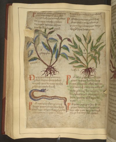 Illustrations of Petersilie, Cawel and a Snake, from an Old English Herbal originally by Apuleius (123-80AD), early 11th century by English School