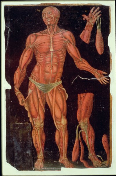 Dissection, from Anatomical Tables, by John Banister by English School