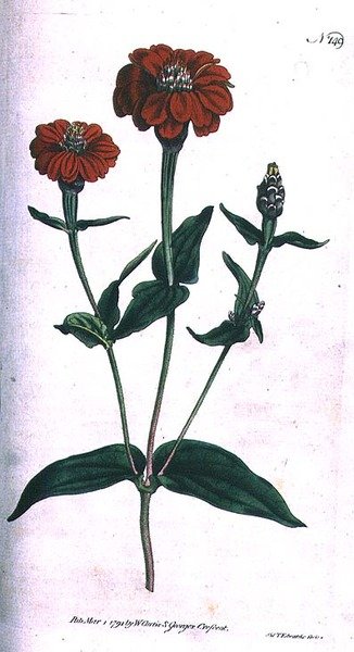 Multi-flowered Zinnia (Zinnia multiflora), plate 149 from William Curtis