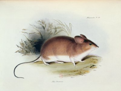 Mus Darwinii, illustration from The Zoology of the Voyage of H.M.S. Beagle, 1832-36 by Charles Darwin, 1840 by English School