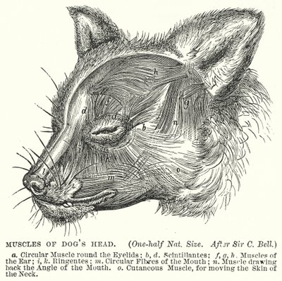 Muscles of Dog