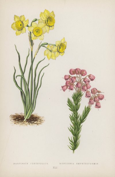 Narcissus Juncifolius; Menziesia Empetriformis by English School