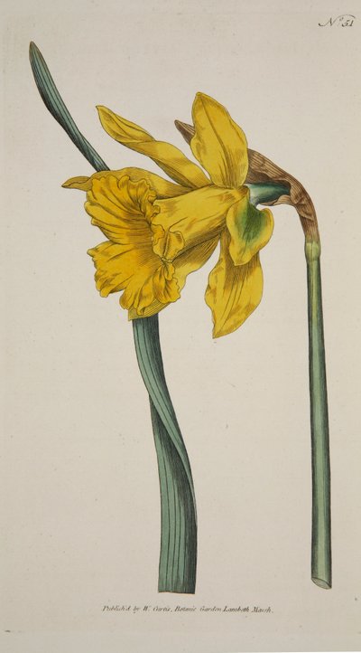 Narcissus Major Great Daffodil, hand coloured engraving by English School