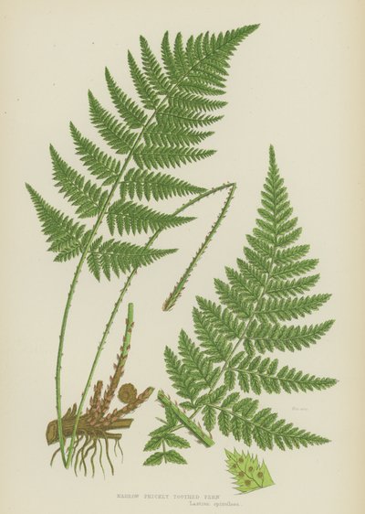 Narrow Prickly Toothed Fern by English School