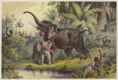 Natives Spearing an Elephant by English School