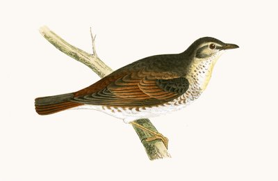 Naumann
