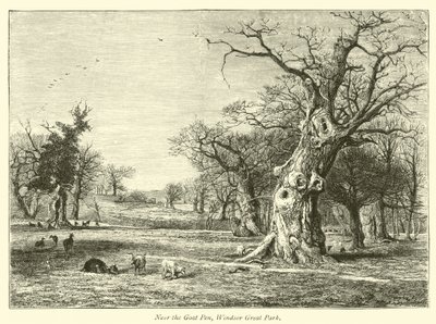 Near the Goat Pen, Windsor Great Park by English School
