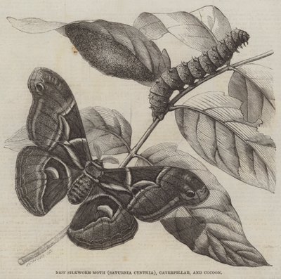 New Silkworm Moth (Saturnia Cynthia), Caterpillar, and Cocoon by English School