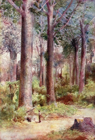 Kauri, New Zealand by English School