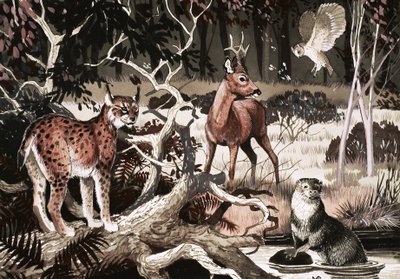 Night Time at the Water Hole by English School
