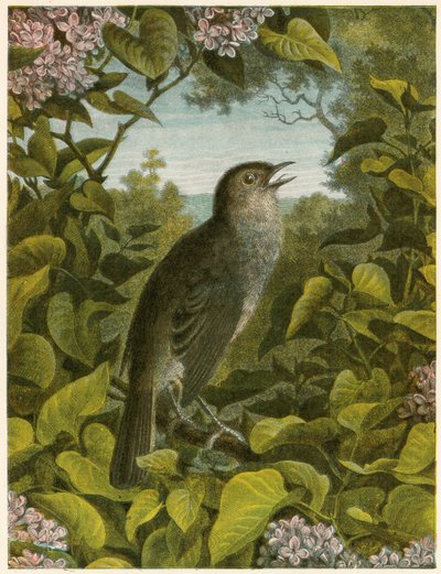 Nightingale by English School