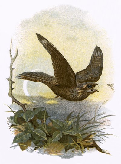 Nightjar by English School