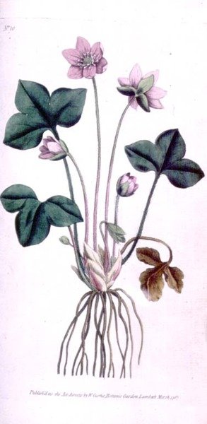 Noble Liverwort (Anemone hepatica), plate 10 from William Curtis
