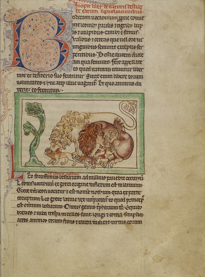 Northumberland Bestiary, c.1250-60 by English School