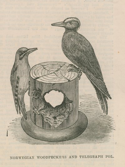 Norwegian Woodpeckers and Telegraph Pole by English School