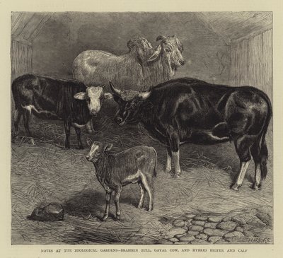 Notes at the Zoological Gardens, Brahmin Bull, Gayal Cow, and Hybrid Heifer and Calf by English School