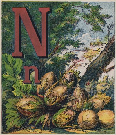 Nut by English School