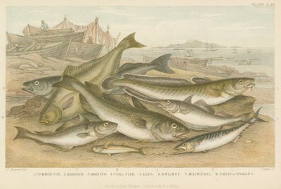Ocean Fish by English School