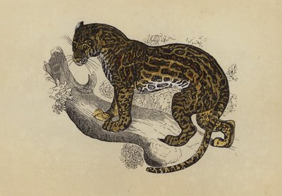 Ocelot by English School