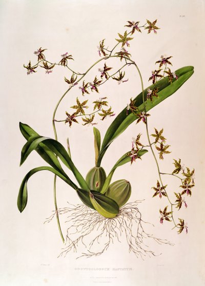 Odontoglossum Hastatum by English School