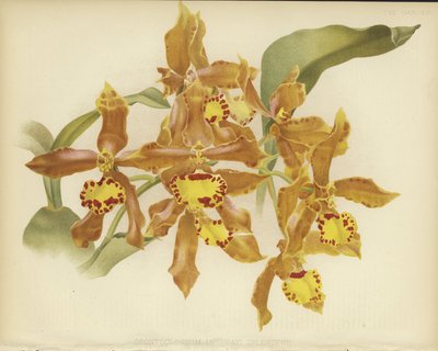 Odontoglossum insleayi splendens by English School