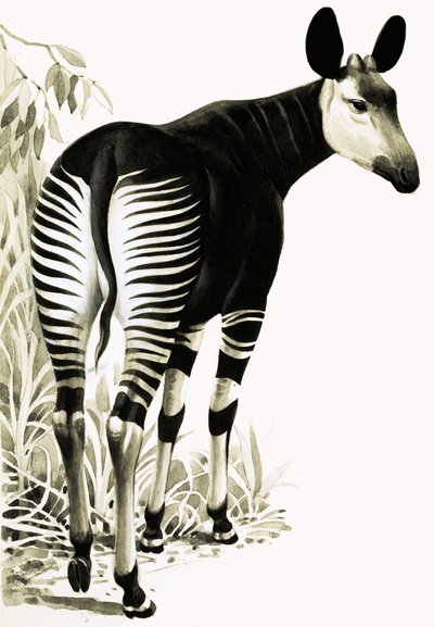 Okapi by English School