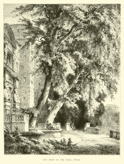 Old trees in the Villa d