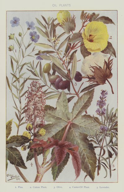 Oli Plants by English School