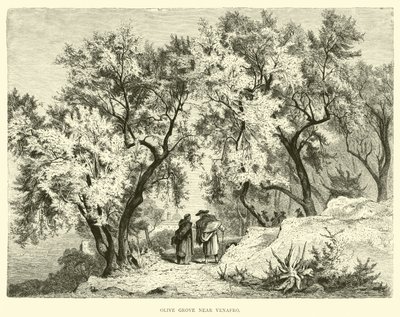 Olive Grove near Venafro by English School