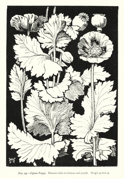 Opium Poppy; Flowers white to crimson and purple; Height 30 inches by English School
