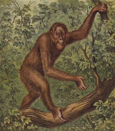 Orang-Outang by English School