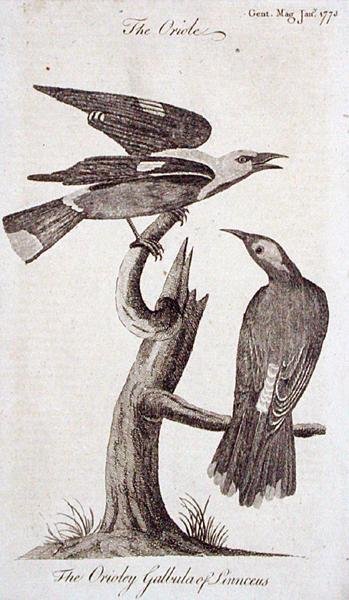 Oriole, from 