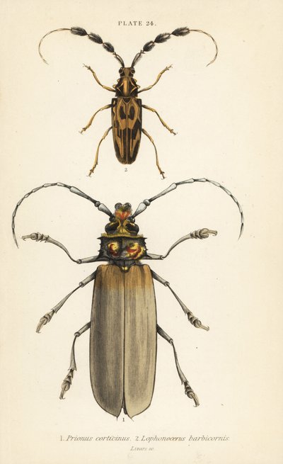 Orthomegas cinnamomeus, Prionus corticinus, and Batus barbicornis, Lophonocerus barbicornis by English School