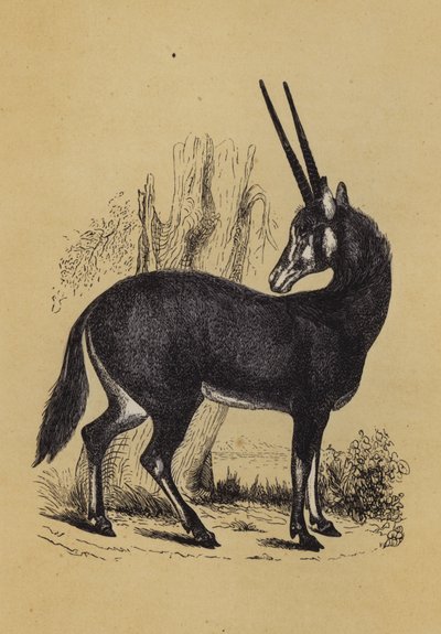 Oryx by English School