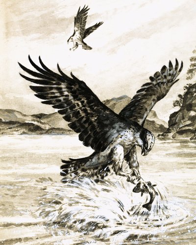 Osprey Catching a Fish by English School