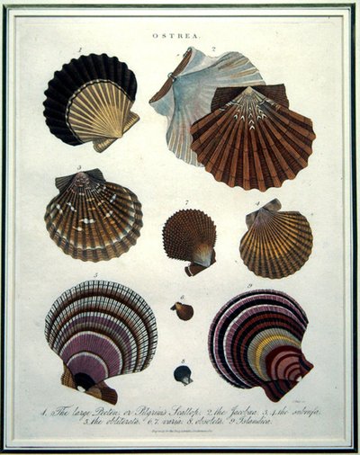 Ostrea, illustration from the 