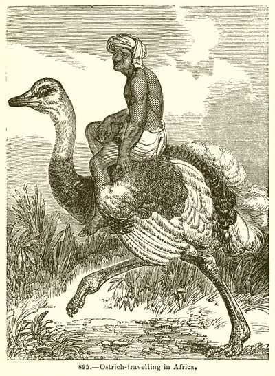 Ostrich-Travelling in Africa by English School