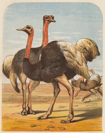 Ostriches by English School