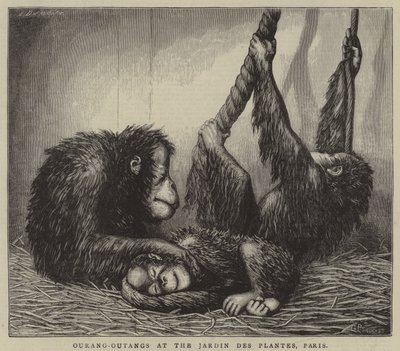 Orangutans at the Jardin des Plantes, Paris by English School
