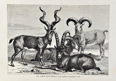 Ovis Ammon - Ibex Siberica - Ovis Nabura - Markhov Ram, illustration from The Universal Geography, the Earth and its inhabitants by Elisee Reclus, published 1878 by English School