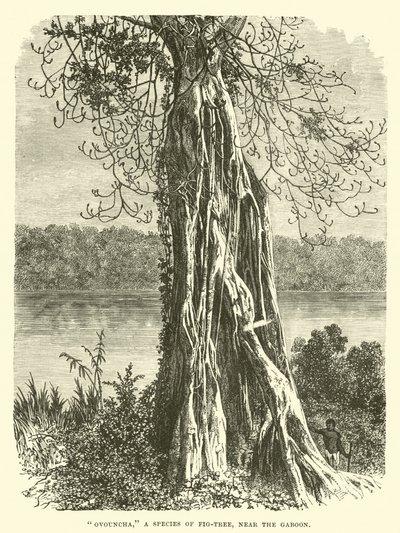 Ovouncha, a species of Fig-tree, near the Gaboon by English School