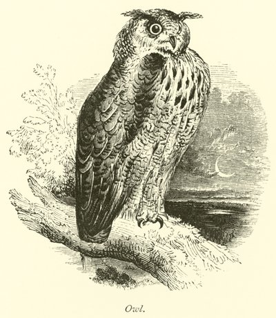 Owl by English School