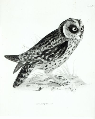 Owl, Plate 3 from 