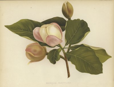 Oyama Magnolia by English School