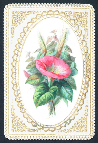 Pink Petunia Flower by English School