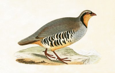 P Graeca, Var, illustration from 