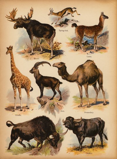 Page from The Little Folks’ Picture Natural History, c 1900 by English School