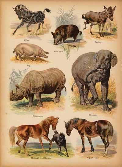 Page from The Little Folks’ Picture Natural History, c 1900 by English School