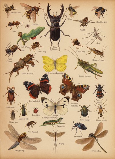 Page from The Little Folks’ Picture Natural History, c 1900 by English School